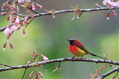 Mrs. Gould's Sunbird